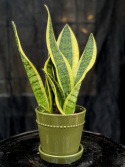 Sansevieria trif. Futura Superba