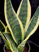 Sansevieria trif. Futura Superba