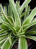 Chlorophytum como. Ocean