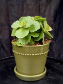 Coleus caninus \'Sumcol01\' - Kattens Skräck