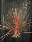 Cordyline australis \'Red Star\' - Syddracena