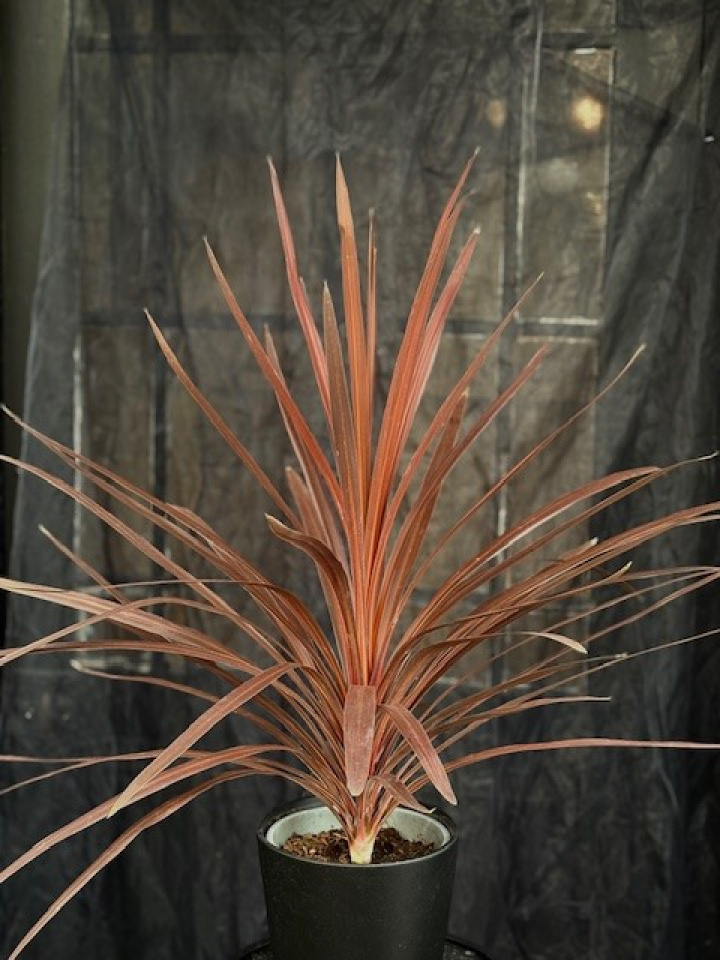 Cordyline australis \'Red Star\' - Syddracena i gruppen Växter / Krukväxter / Gröna växter/bladväxter hos Åsby Hem & Trädgård (055810)