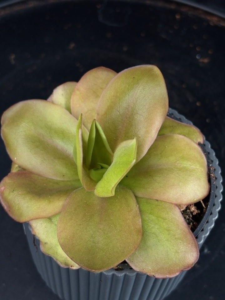 Pinguicula \'Weser Tina\' - Tätört (Sirattätört) i gruppen Växter / Krukväxter / Insektsfångande växter hos Åsby Hem & Trädgård (057481)