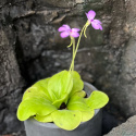 Pinguicula \'Weser Tina\' - Tätört (Sirattätört)