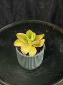Pinguicula \'Weser Tina\' - Tätört (Sirattätört)
