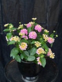 Lantana camara - Eldkrona