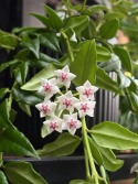 Hoya lanc. ssp. bella