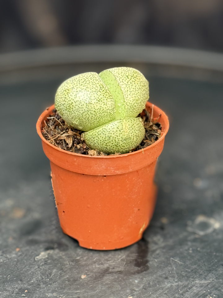 Lithops i gruppen Växter / Krukväxter / Kaktusar & Suckulenter hos Åsby Hem & Trädgård (060009)