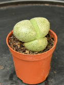 Lithops