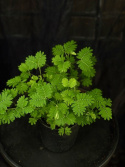 Mimosa pudica