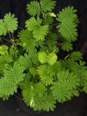 Mimosa pudica