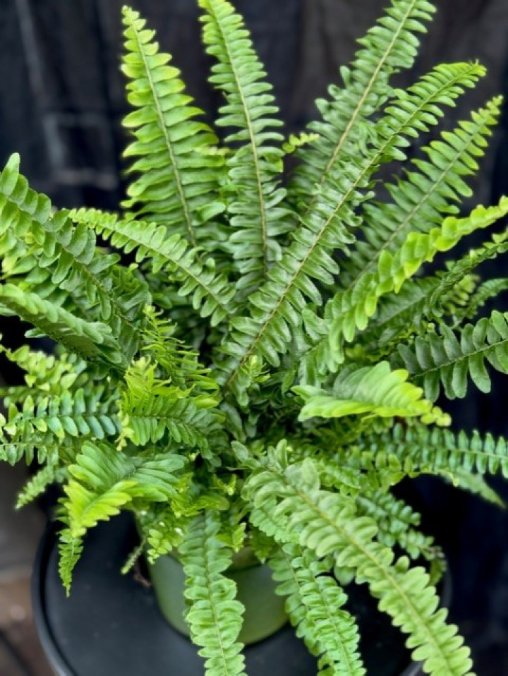 Nephrolepis exal. Green Lady i gruppen Växter / Krukväxter / Gröna växter/bladväxter hos Åsby Hem & Trädgård (062301)