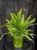Nephrolepis exal. Green Lady