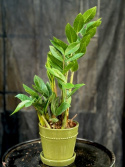 Zamioculcas zamiifolia