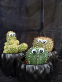 Cactaceae mix med ögon - Olika kaktusar med ögon