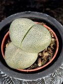 Pleiospilos sp. - Klyvsten