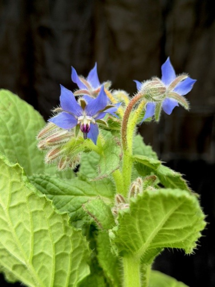 Borago officinalis - Gurkört i gruppen Växter / Krukväxter / Kryddor & Ätbart hos Åsby Hem & Trädgård (071413)