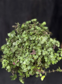 Callisia repens - Strimreva