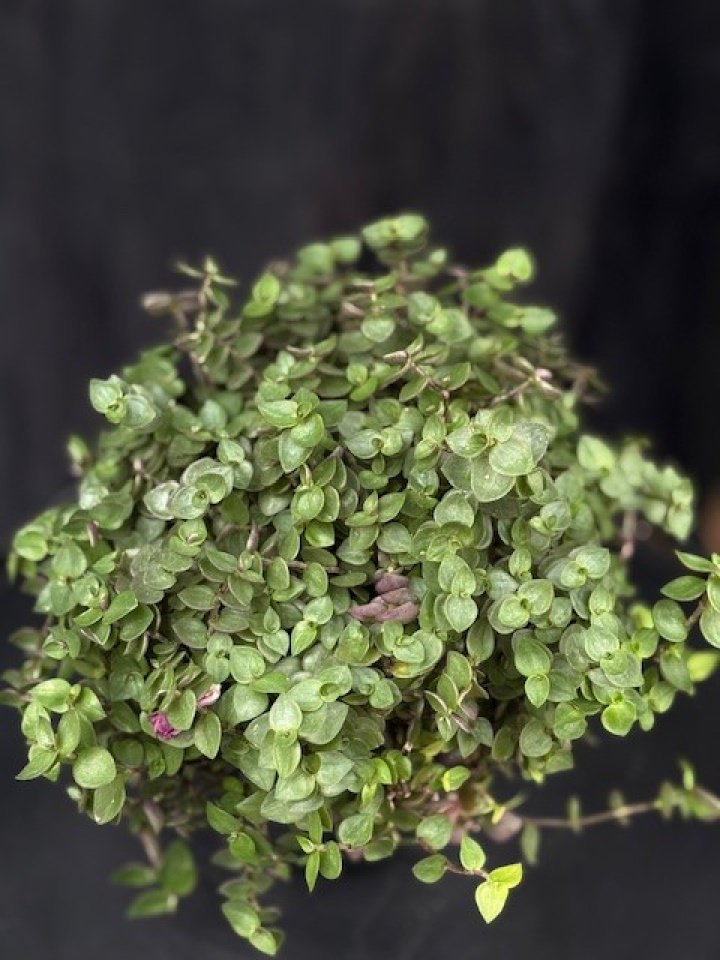 Callisia repens - Strimreva i gruppen Växter / Krukväxter / Gröna växter/bladväxter hos Åsby Hem & Trädgård (100309)