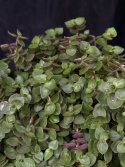 Callisia repens - Strimreva