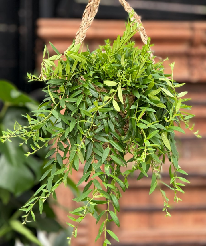 Aeschynanthus Japhrolepis - Ampelfackla i gruppen Växter / Krukväxter / Gröna växter/bladväxter hos Åsby Hem & Trädgård (101031)