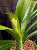 Clivia miniata var. citrina
