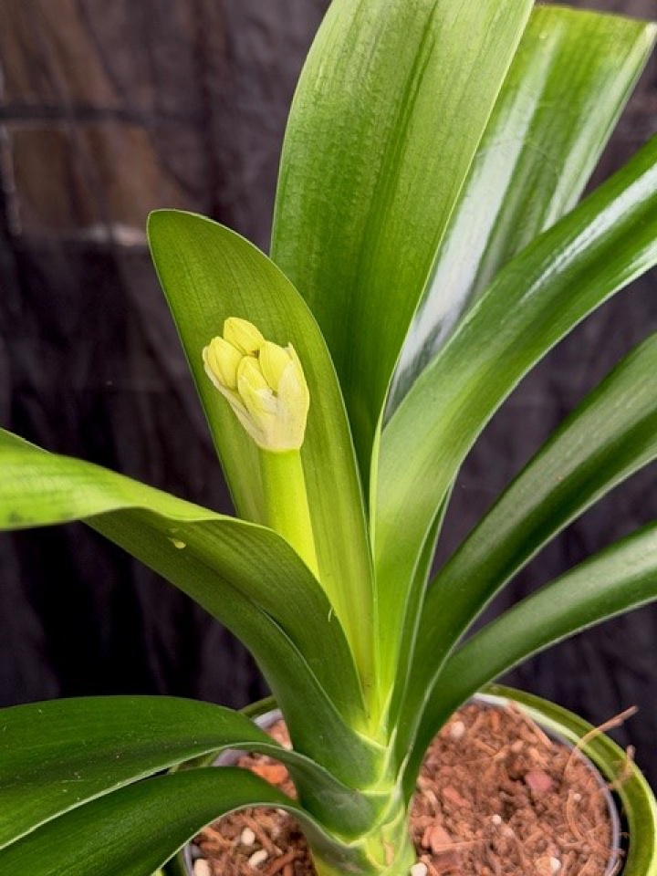 Clivia miniata var. citrina i gruppen Växter / Krukväxter / Blommande växter hos Åsby Hem & Trädgård (101655)