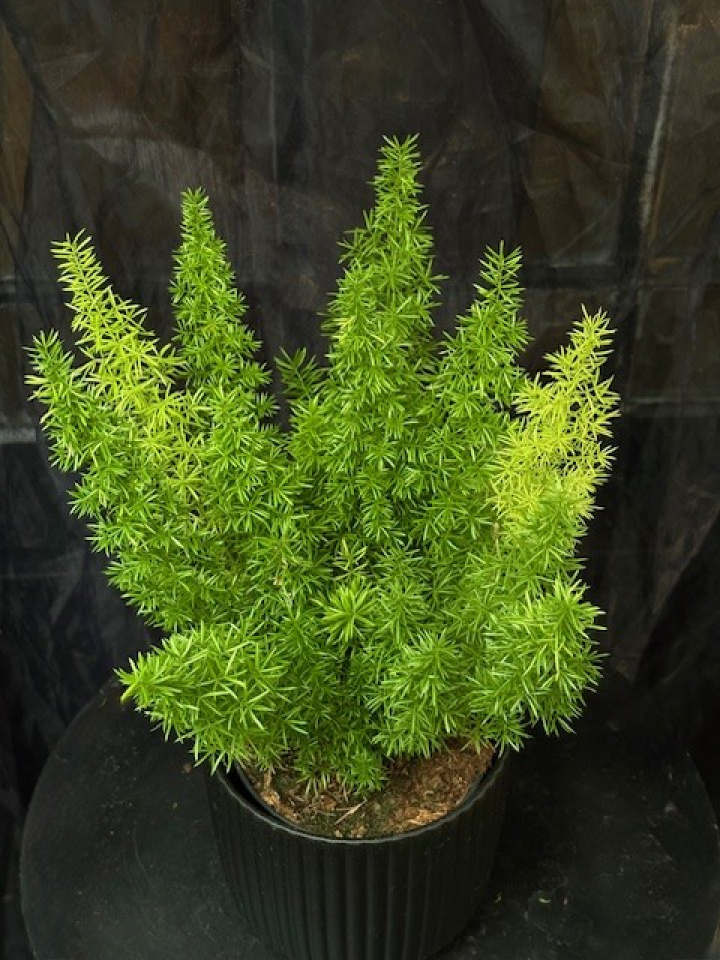 Asparagus densiflorus \'Myersii\' - Svanssparris i gruppen Växter / Krukväxter / Gröna växter/bladväxter hos Åsby Hem & Trädgård (101667)