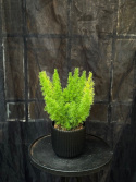 Asparagus densiflorus \'Myersii\' - Svanssparris