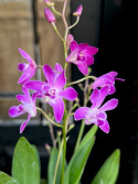 Dendrobium Berry Oda