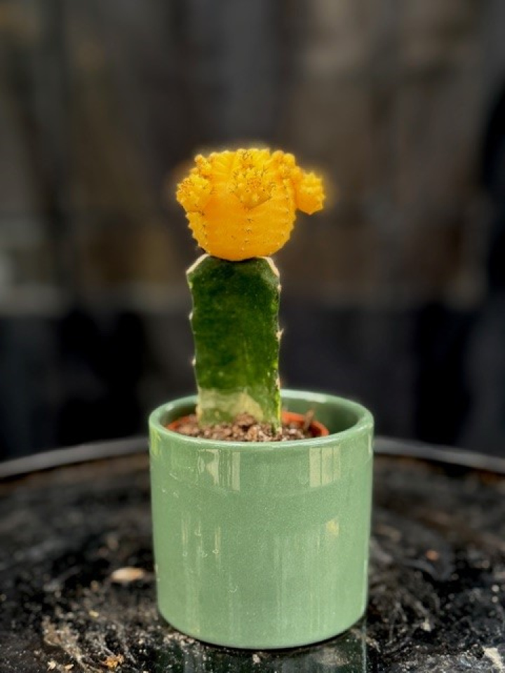 Gymnocalycium gul i gruppen Växter / Krukväxter / Kaktus & Succelent hos Åsby Hem & Trädgård (102928)