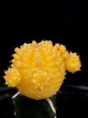 Gymnocalycium gul