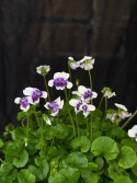 Viola hederaceae - Murgrönsviol