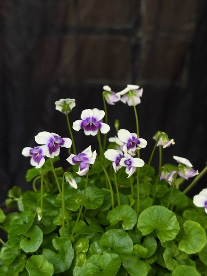 Viola hederaceae - Murgrönsviol i gruppen Växter / Krukväxter / Blommande växter hos Åsby Hem & Trädgård (108574)