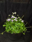 Viola hederaceae - Murgrönsviol