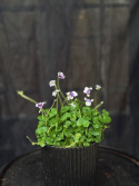 Viola hederaceae - Murgrönsviol