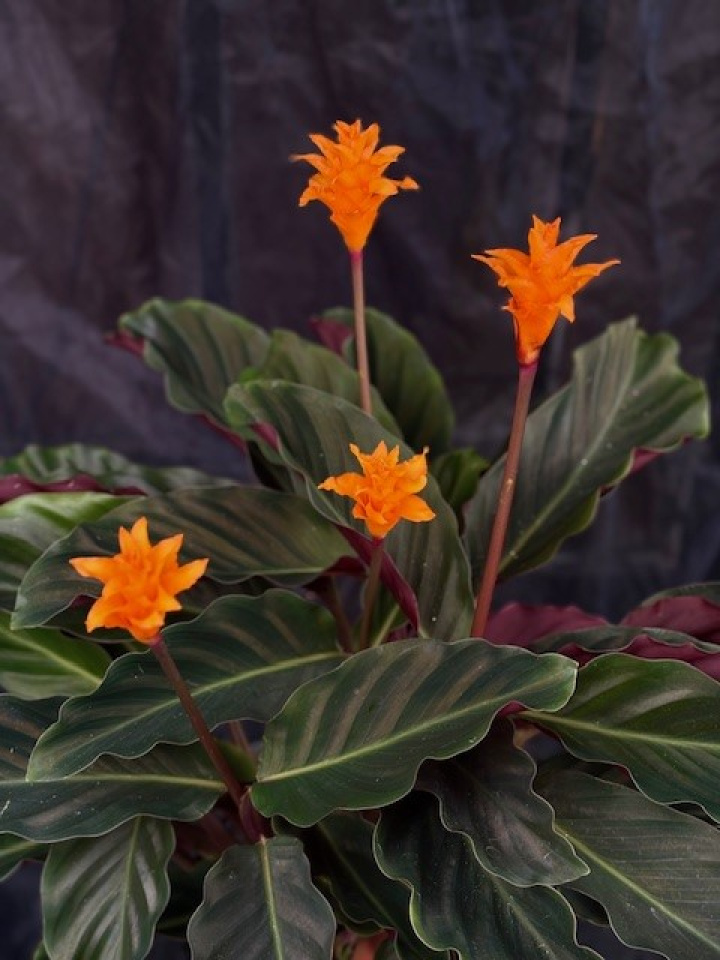 Calathea crocata \'Tassmania\' - Incakrona i gruppen Växter / Krukväxter / Gröna växter/bladväxter hos Åsby Hem & Trädgård (108788)