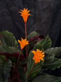 Calathea crocata \'Tassmania\' - Incakrona