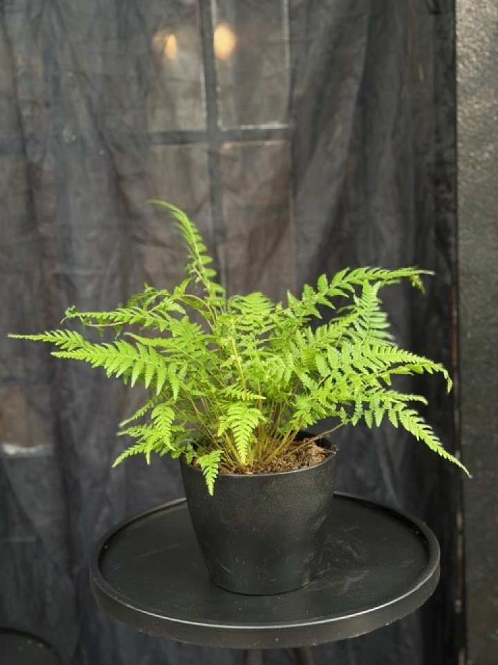 Dicksonia antarctica i gruppen Växter / Krukväxter / Gröna växter/bladväxter hos Åsby Hem & Trädgård (109005)