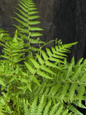 Dicksonia antarctica