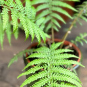 Dicksonia antarctica