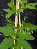 Cobaea scandens (vit) - Klockranka