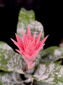 Aechmea fasciata Primera