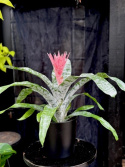 Aechmea fasciata Primera