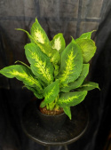 Dieffenbachia \'Compacta\' - Prickblad