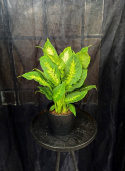 Dieffenbachia \'Compacta\' - Prickblad