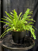 Nephrolepis cordifolia Duffii