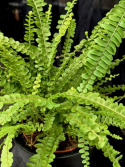 Nephrolepis cordifolia Duffii