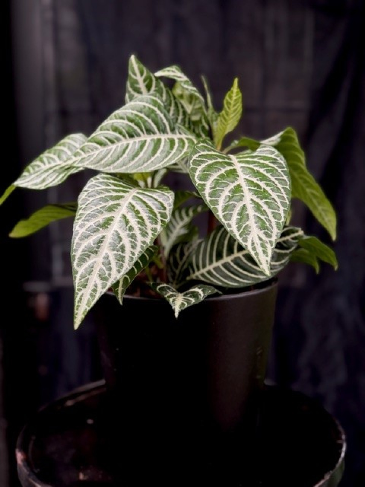 Aphelandra squarrosa i gruppen Växter / Krukväxter / Gröna växter/bladväxter hos Åsby Hem & Trädgård (112253)