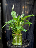 Spathiphyllum Strauss